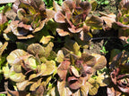 Red Romaine Lettuce