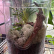 Natural Canadian Reindeer Moss - Revita™-Moss