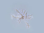 Palustris Live Bacteria - Bacto Fuel