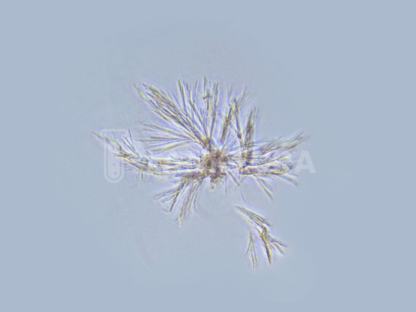 Palustris Live Bacteria - Bacto Fuel
