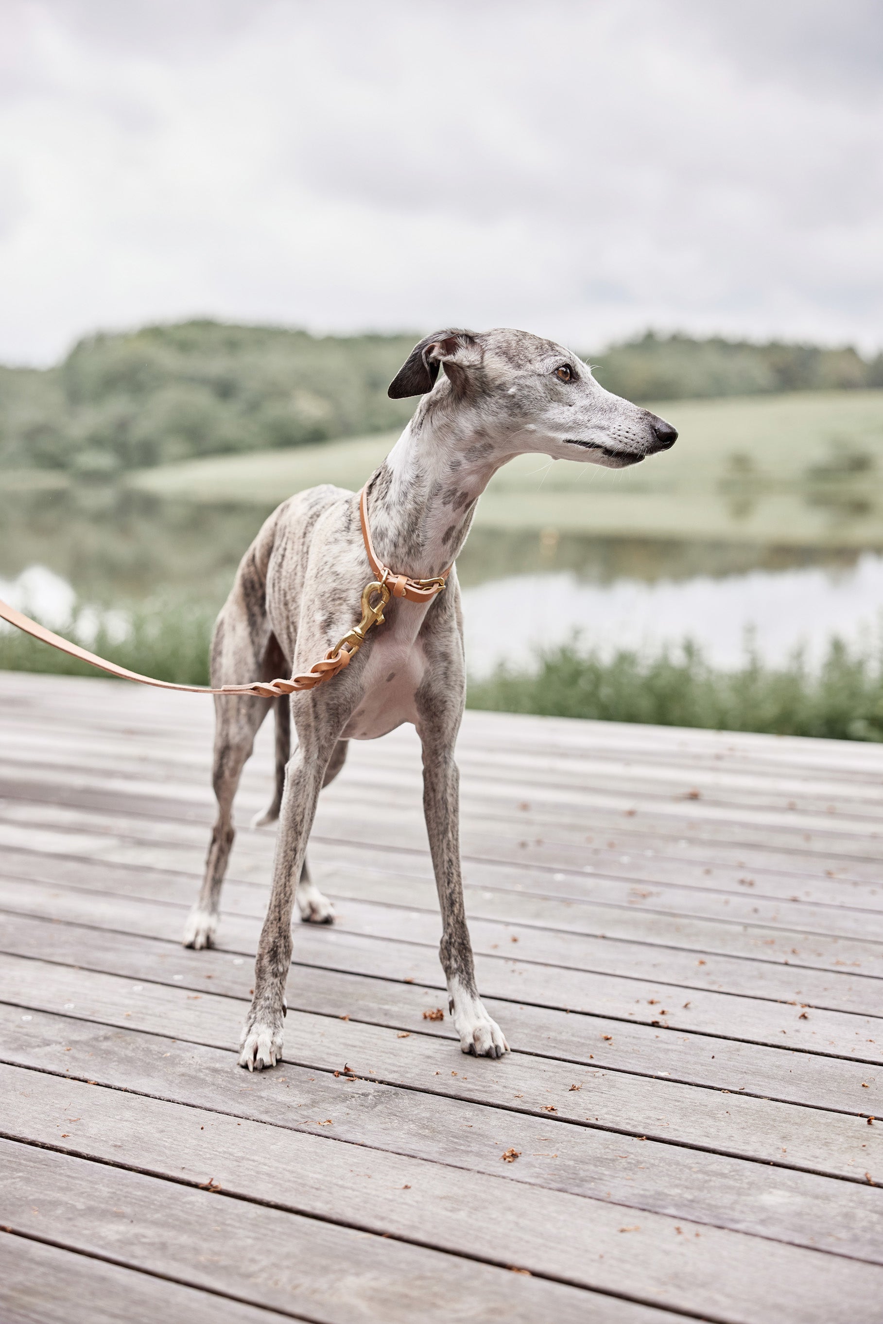 Robin Dog Leash - M/L