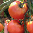 Rocket Tomato