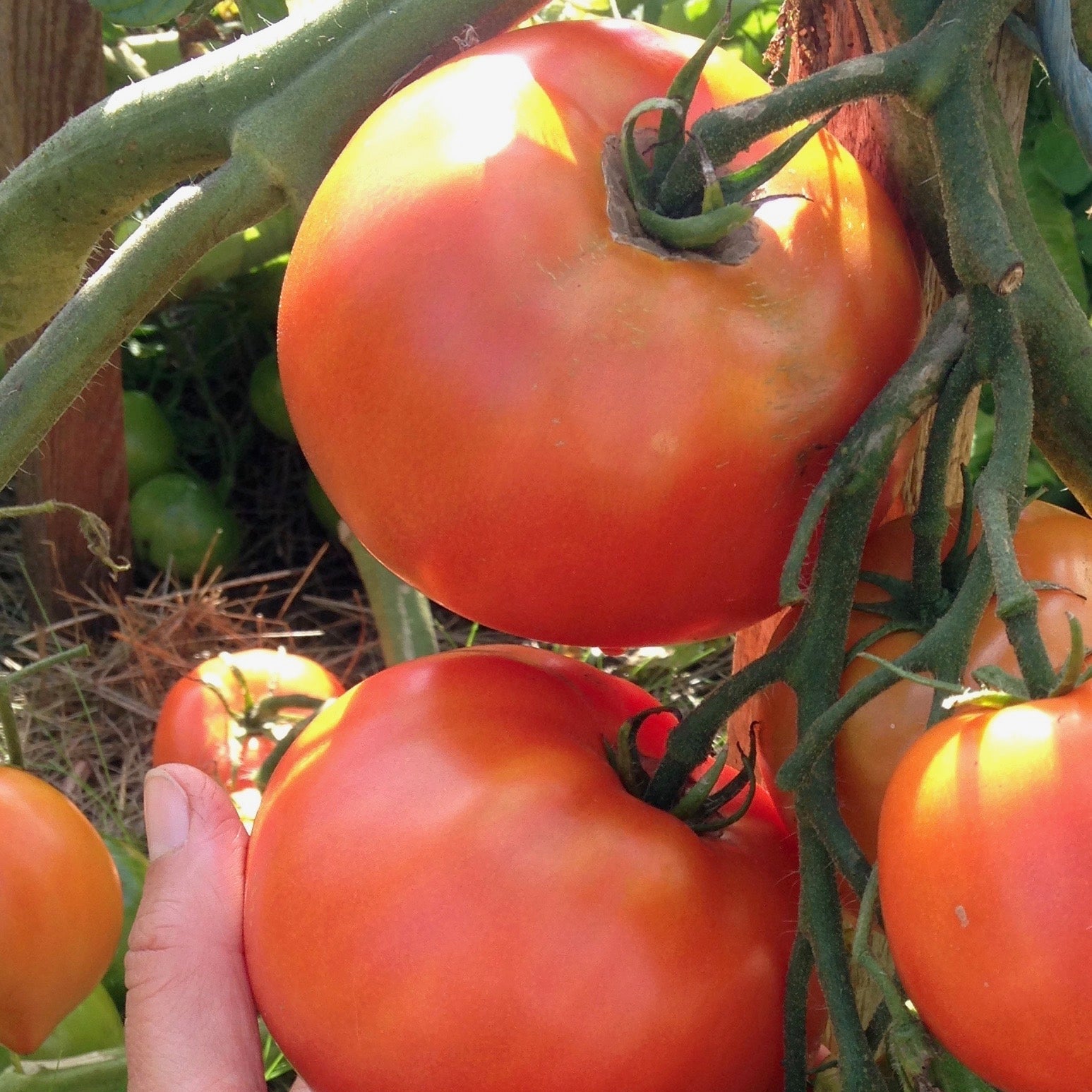 Rocket Tomato