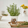 Royal Worcester - WRENDALE FLOWER/HERB POT-4