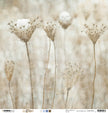 Scrap 200gr Celebrate New Beginnings 305x305mm nr.96