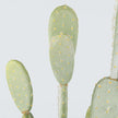Solo Artificial Cactus Potted Plant 41''