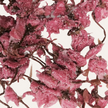 Sakura no Shiozuke | Fleurs de cerisier préservées dans le sel