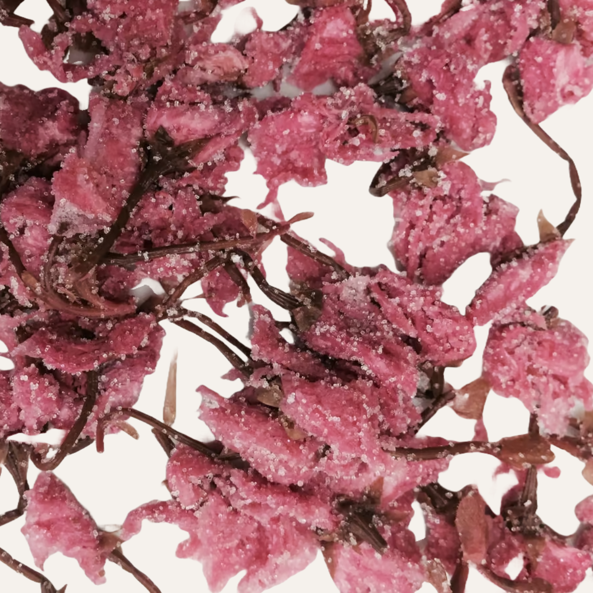 Sakura no Shiozuke | Fleurs de cerisier préservées dans le sel