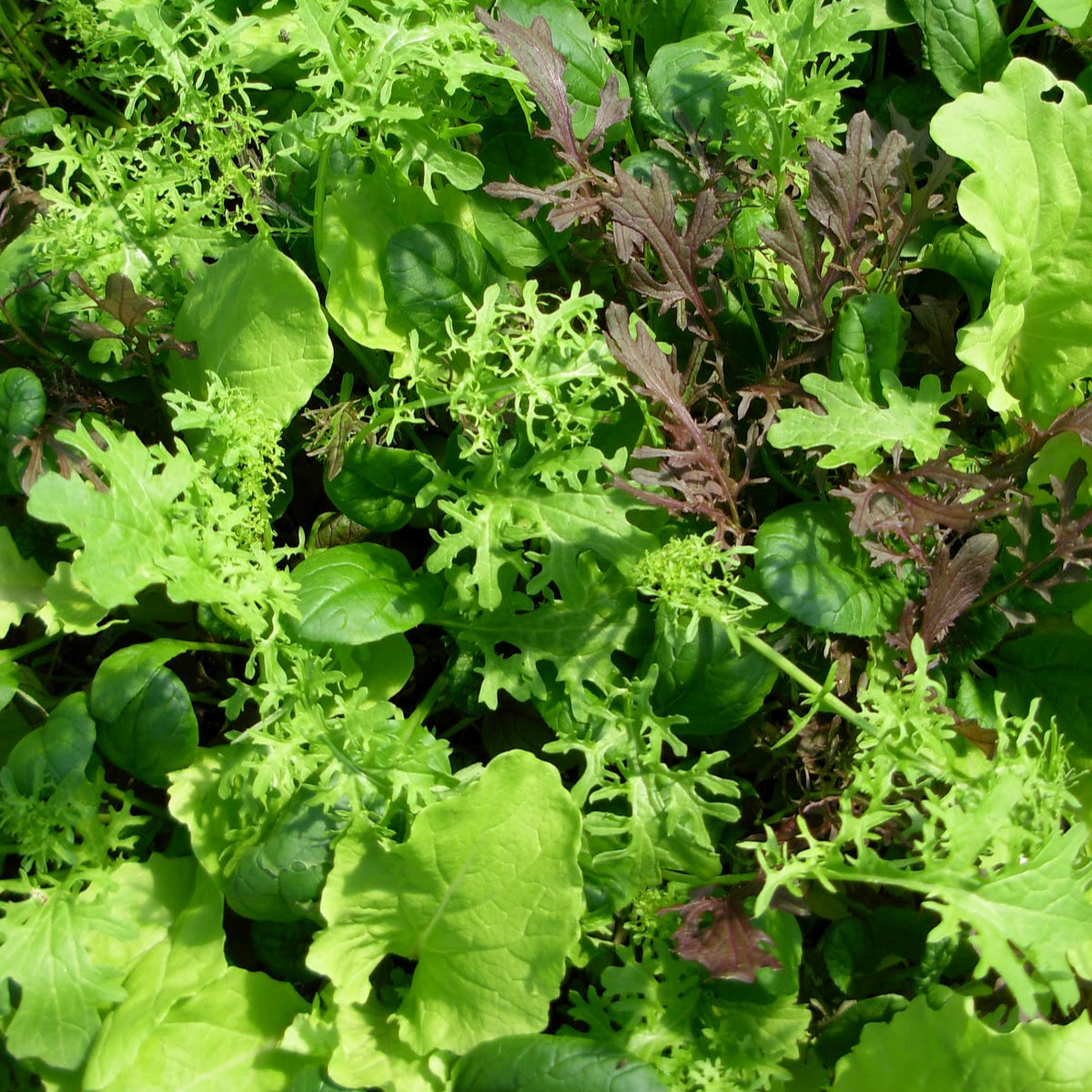 Family Garden Pack