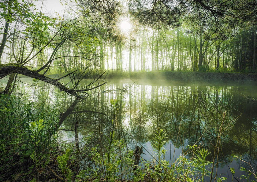 Schmidt Spiele - Puzzle - Lush Vegetation - Stefan Hefele (1000-Piece Puzzle)