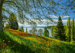 Schmidt Spiele - Puzzle - Tulipes en fleurs, Île de Mainau (Puzzle 1000 pièces)