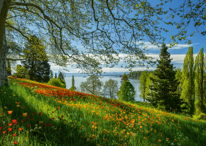 Schmidt Spiele - Puzzle - Tulipes en fleurs, Île de Mainau (Puzzle 1000 pièces)