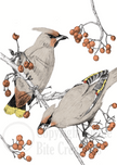 Bohemian Waxwing Wordless Card