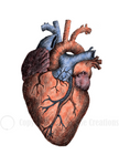 Anatomical Heart Card