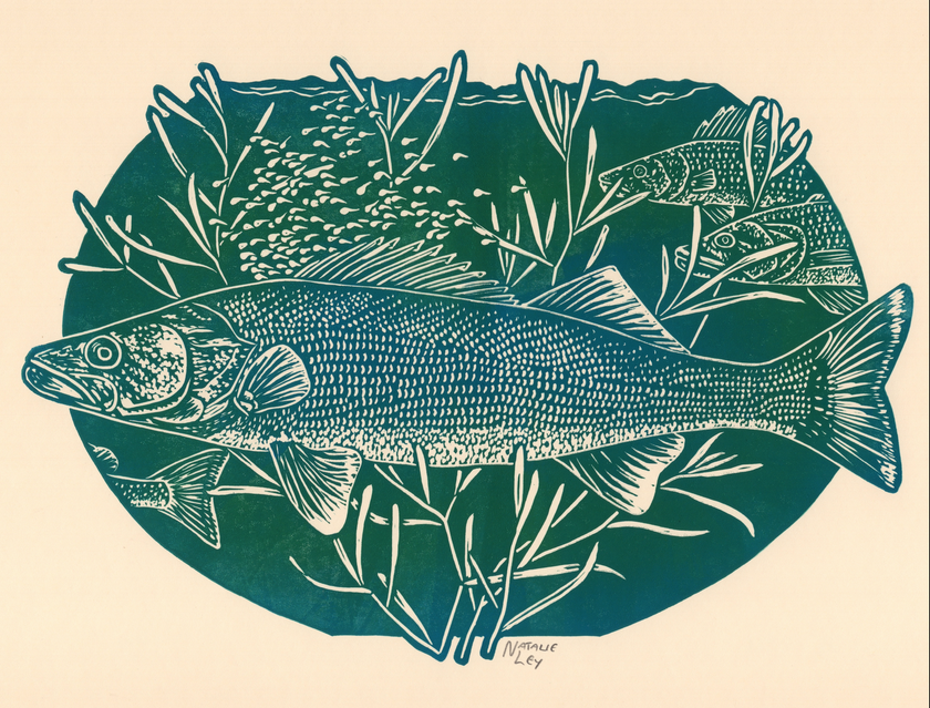'Walleye' lino print