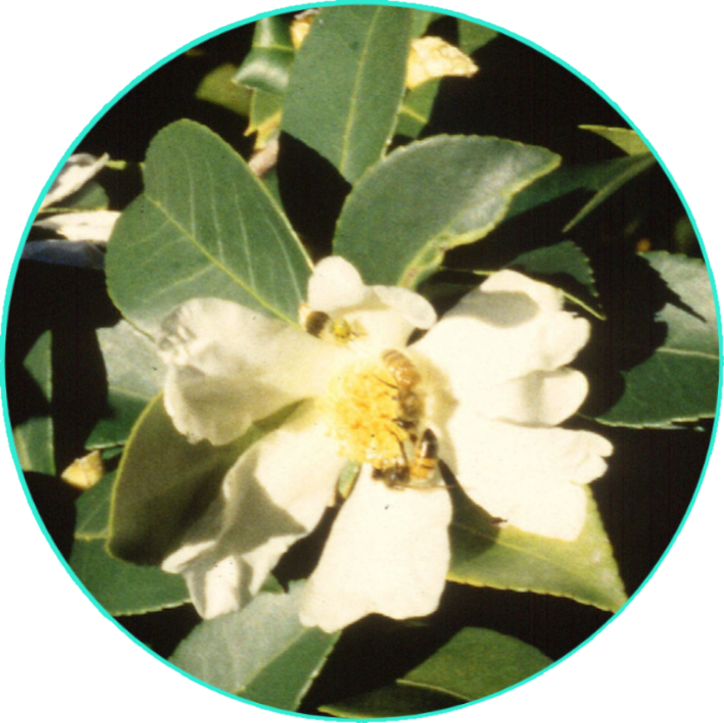 Camellia Tropical Breeze Face & Body Butter