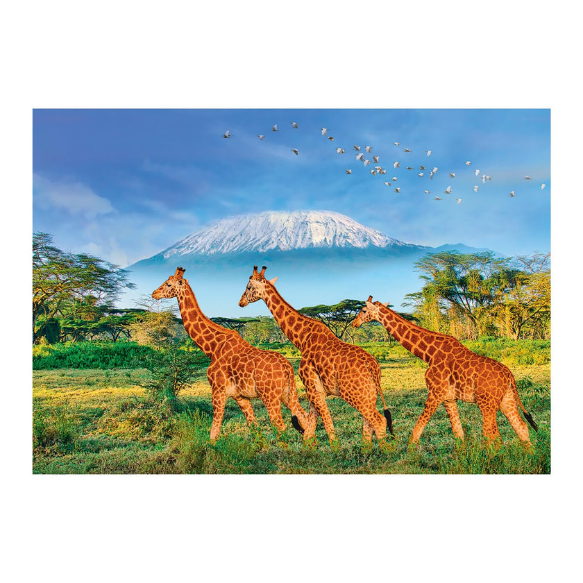Sentosphere - Puzzles 500 pieces XL 685X480mm Giraffes
