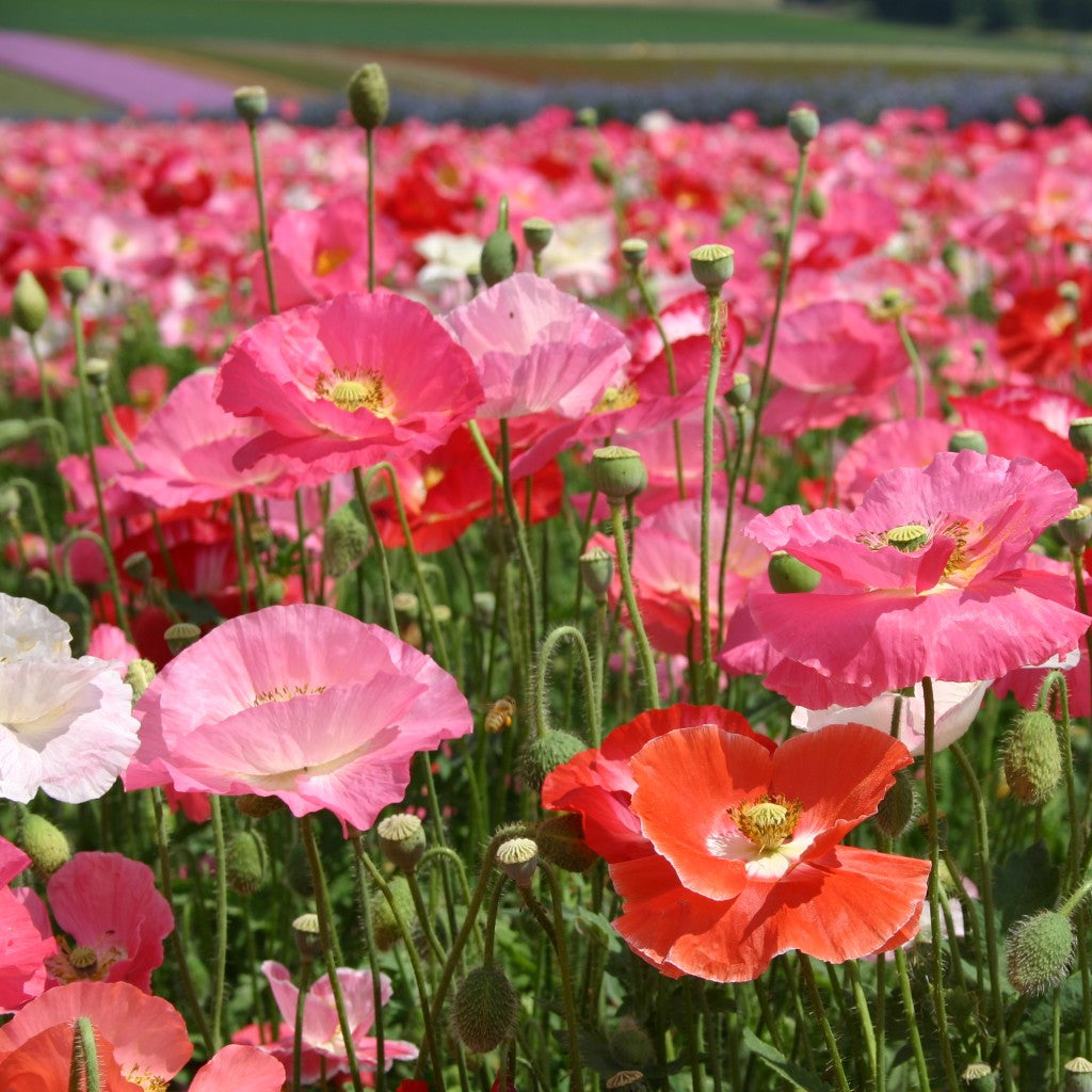 Shirley Poppy