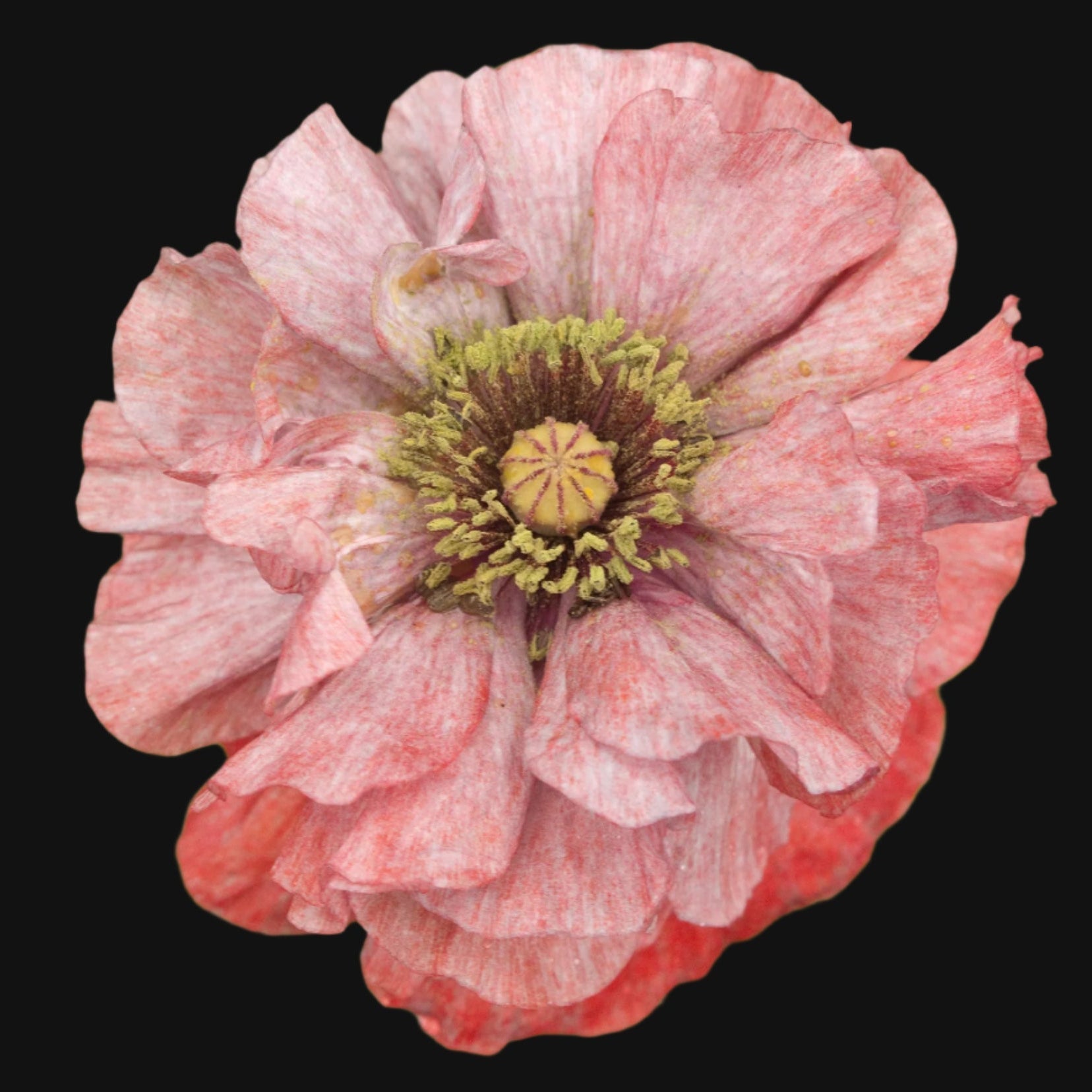 Shirley Poppy