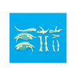 Small Foot - Glow Dinos Triceratops Skeleton