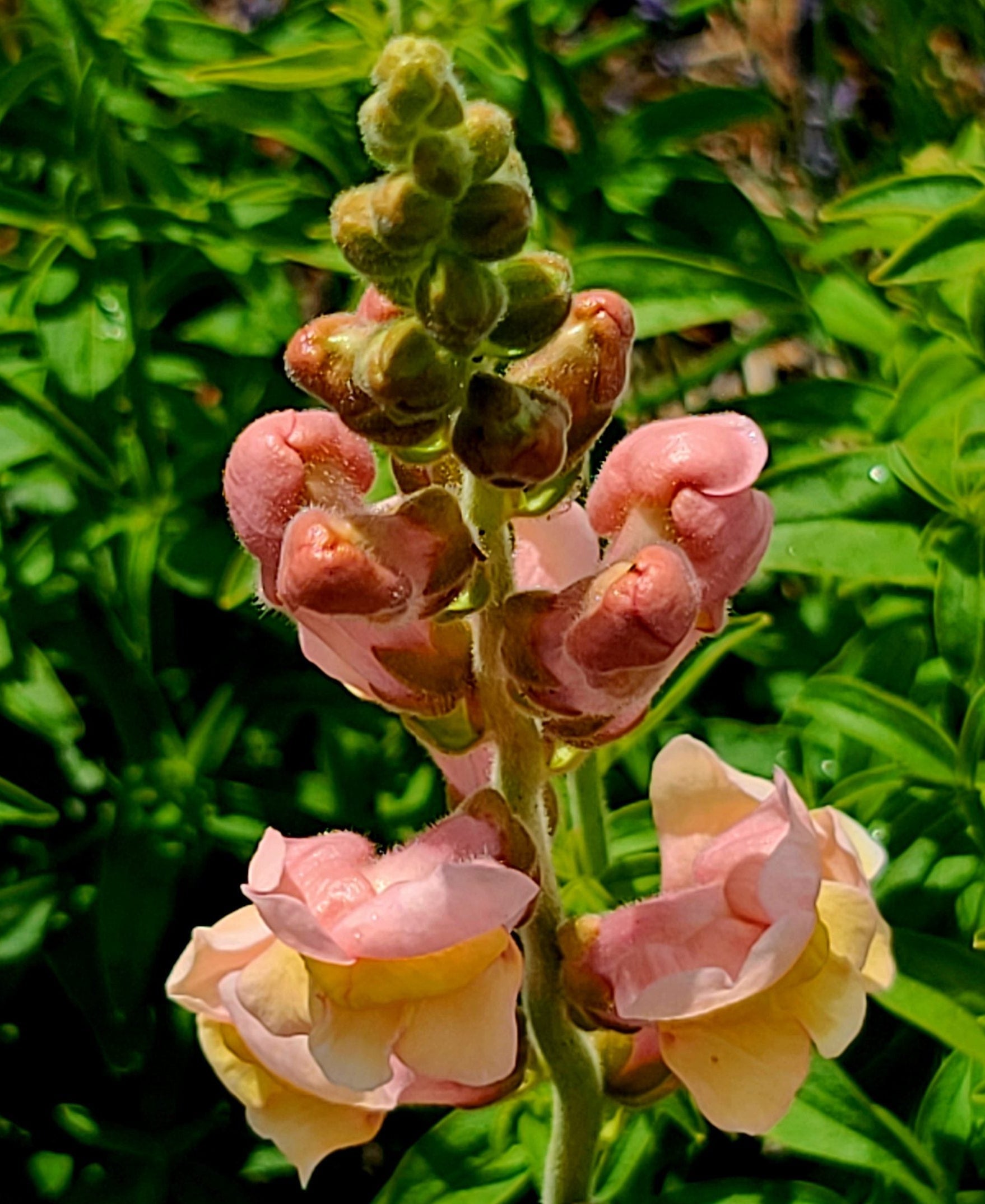 Snapdragon Mix