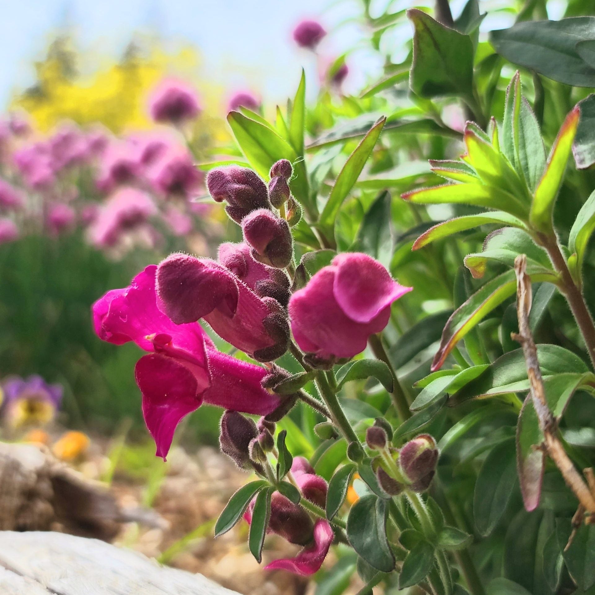 Snapdragon Mix
