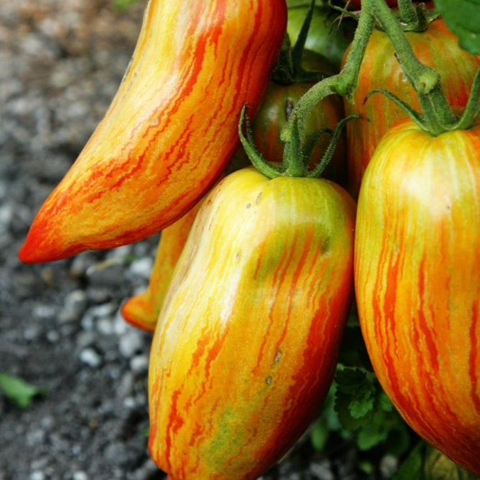 Speckled Roman Tomato