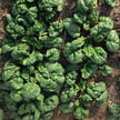 Spinach