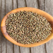 Stinging Nettle (Seeds)