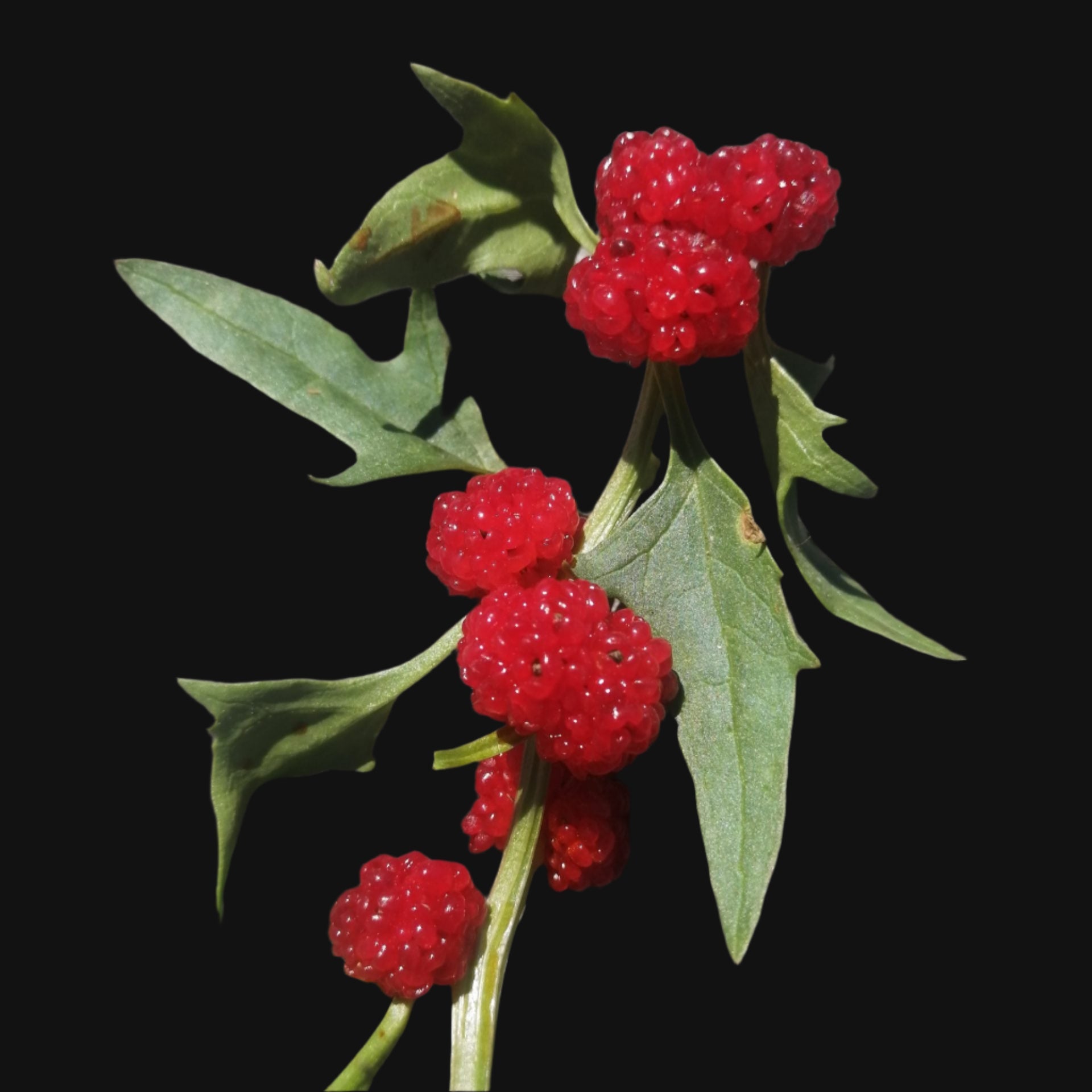 Strawberry Spinach