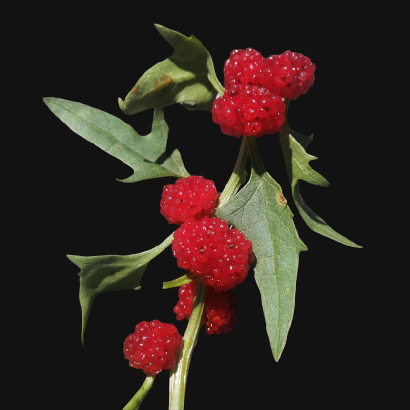 Strawberry Spinach