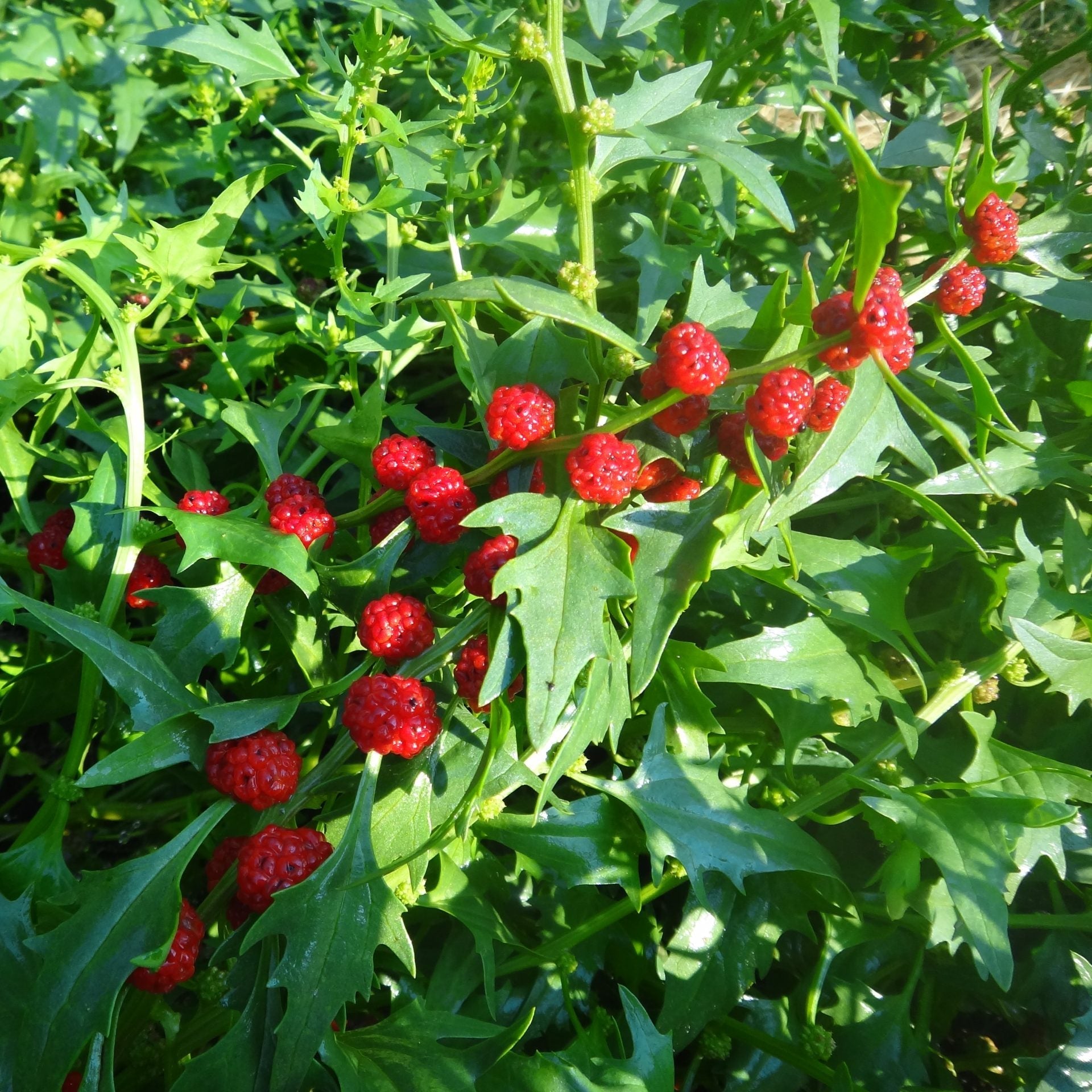Strawberry Spinach
