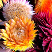 Strawflower