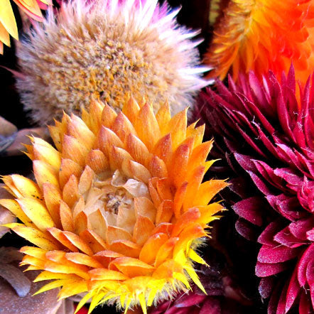 Strawflower