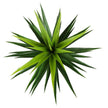 Tila Artificial Agave Tree Potted Plant 3'