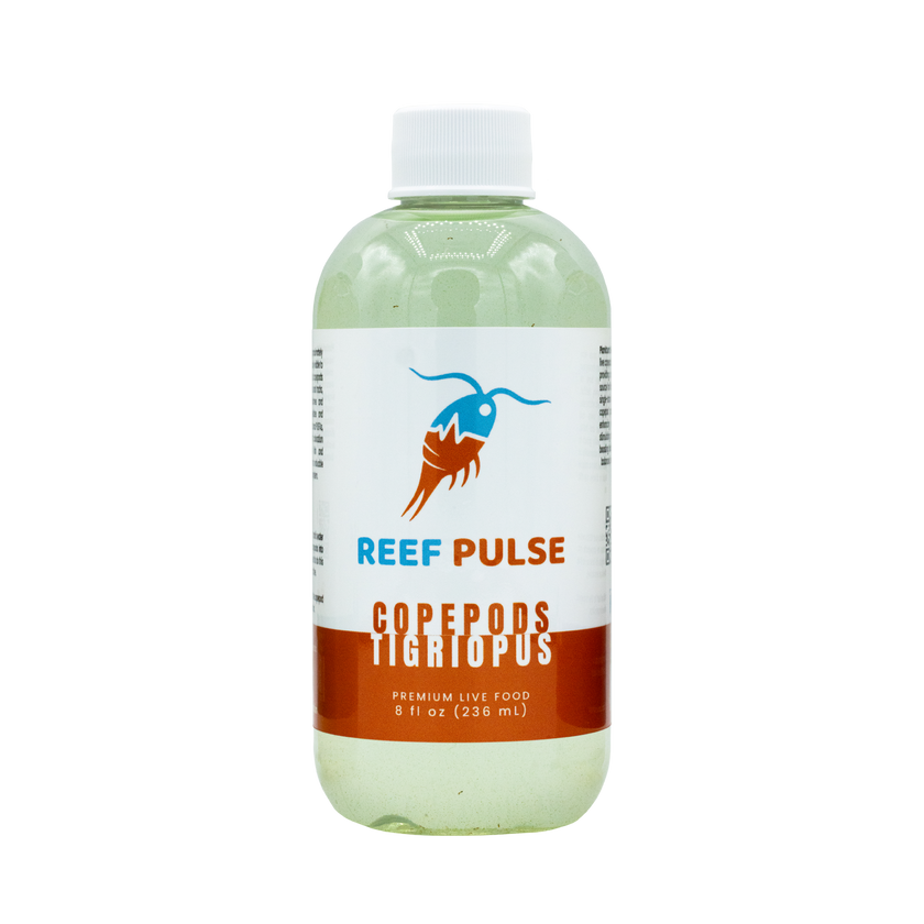 Tigriopus Live Copepods - Reef Pulse