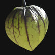 Tomatillo Mix