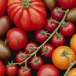 Metchosin Farm Original Tomato Mix