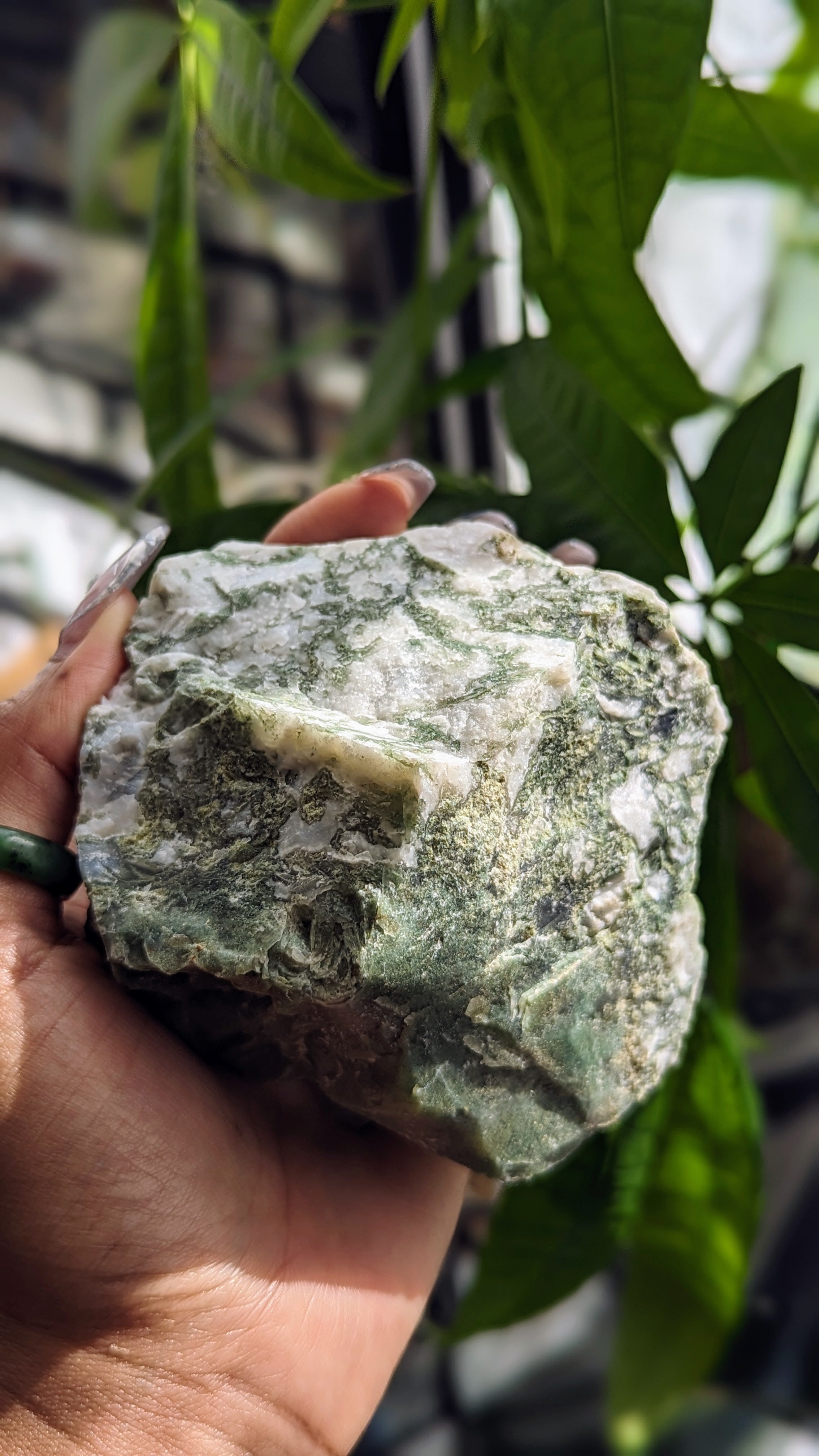 Tree Agate