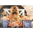 Trefl - Mignon Golden York (1500-Piece Puzzle)