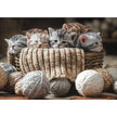 Trefl - So Cute (500-Piece Puzzle)