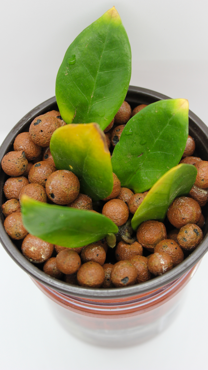 LECA (Clay balls) Standard