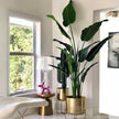 Dani Artificial Travellers Palm Tree Potted Plant (Multiple Sizes)
