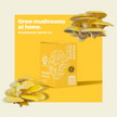 Golden Oyster Mushroom Kit