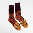 Late Night Leopard