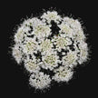 Valerian