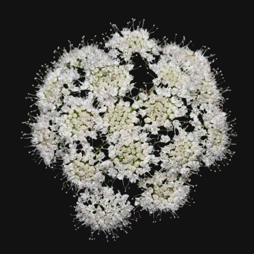Valerian