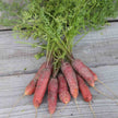 Vampire Carrot (Longue Rouge Sang)