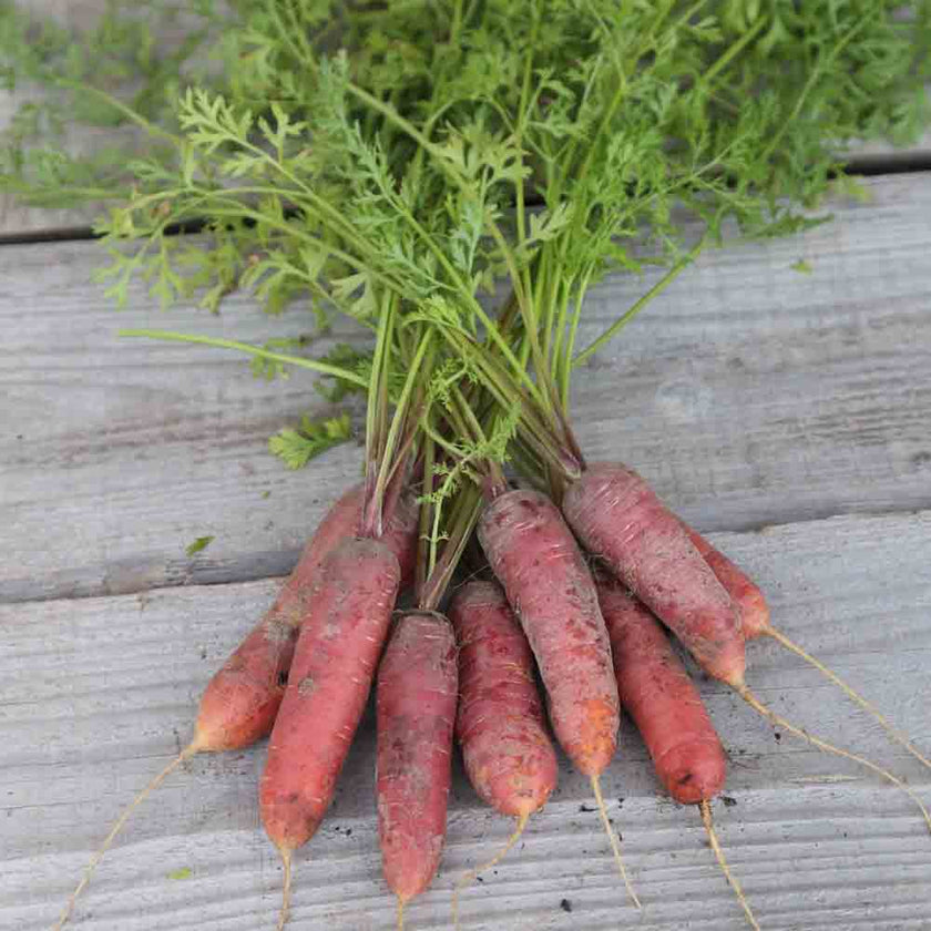 Vampire Carrot (Longue Rouge Sang)