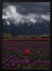 Wall art Tulip in Vancouver, Canada
